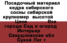 Посадочный материал кедра сибирского (сосны сибирской) крупномер, высотой 3-3.5  › Цена ­ 19 800 - Все города Сад и огород » Интерьер   . Свердловская обл.,Сухой Лог г.